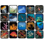 "Ocean Life" Picture Matching/Flashcards/Memory Game for Autism